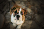 Olde English Bulldog Welpe