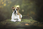 liegende Olde English Bulldog