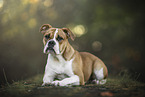 liegende Olde English Bulldog