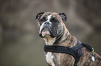 Olde English Bulldog Portrait