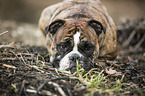 liegender Olde English Bulldog