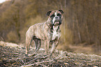 stehende Olde English Bulldog