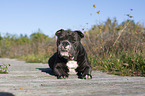 liegende Olde English Bulldog