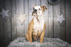 sitzender Olde English Bulldog Welpe