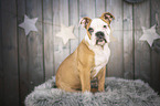 sitzender Olde English Bulldog Welpe