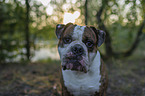 Olde English Bulldog Portrait