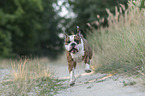 rennender Olde English Bulldog