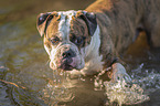 badende Olde English Bulldog