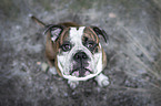 sitzender Olde English Bulldog