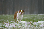 stehende Olde English Bulldog