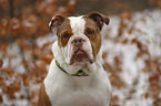 Olde English Bulldog Portrait