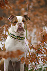 sitzende Olde English Bulldog