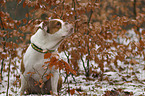 sitzende Olde English Bulldog