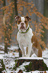 sitzende Olde English Bulldog