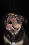 Olde English Bulldog Portrait