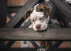 Olde English Bulldog