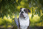 Olde English Bulldog Portrait