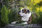 liegender Olde English Bulldog