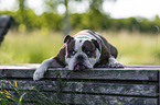 liegender Olde English Bulldog