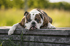 liegender Olde English Bulldog