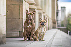 Olde English Bulldog und Franzsische Bulldogge