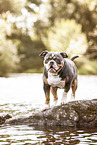 Olde English Bulldog am Wasser