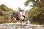 Olde English Bulldog im Wasser