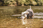 Olde English Bulldog im Wasser