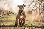 Olde English Bulldogge