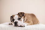 Olde English Bulldog Welpe