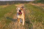 Olde English Bulldog im Sommer