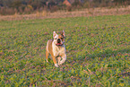 Olde English Bulldog im Sommer