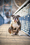 Olde English Bulldog auf einer Brücke