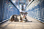 Olde English Bulldog auf einer Brücke
