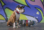 Olde English Bulldog Rde