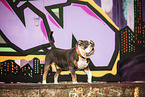 Olde English Bulldog vor Graffiti