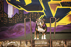 Olde English Bulldog vor Graffiti