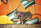 Olde English Bulldog vor Graffiti