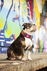 Olde English Bulldog vor Graffiti