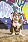 Olde English Bulldog vor Graffiti