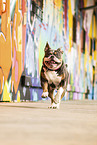 Olde English Bulldog vor Graffiti