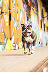 Olde English Bulldog vor Graffiti