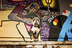 Olde English Bulldog vor Graffiti