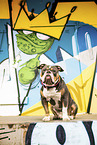 Olde English Bulldog vor Graffiti