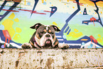 Olde English Bulldog vor Graffiti