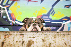 Olde English Bulldog vor Graffiti