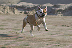 Olde English Bulldog