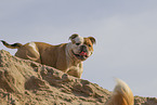 Olde English Bulldog