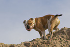 Olde English Bulldog