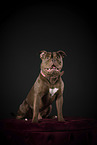 Olde English Bulldog im Studio